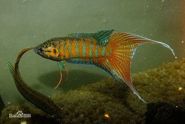 我想问一下这是什么鱼?斗鱼吗?我养了一缸从