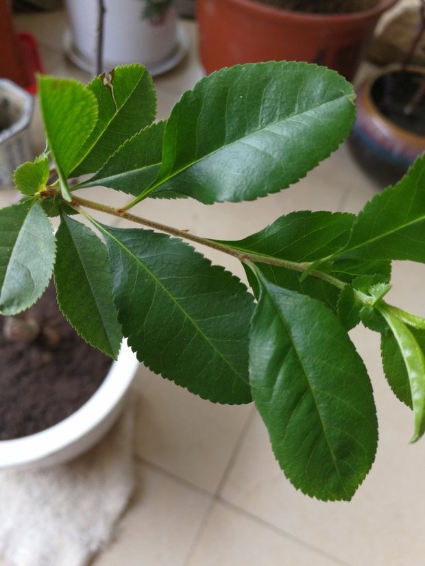 这棵海棠叶子如图,树枝不长刺,请问是什么品种的海棠?