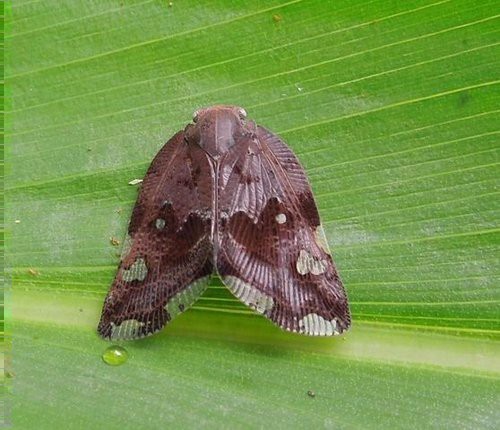 这只并不是蛾子,这虫子叫广翅蜡蝉.以吸食植物汁液为生.