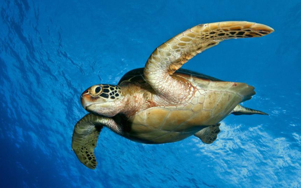 turtle是什么意思