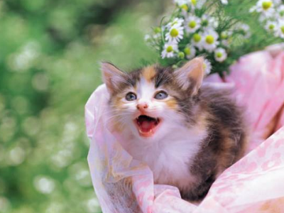 猫疫苗多久打一次?