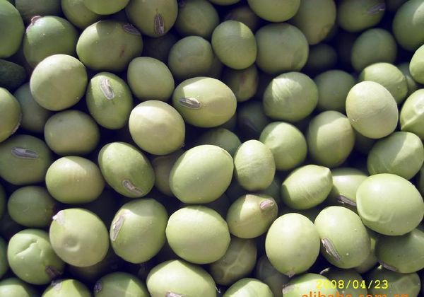 大青豆是什么植物的种子