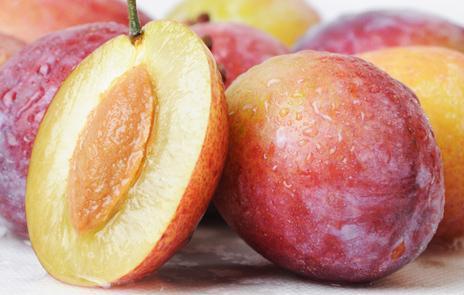 prune是什么水果