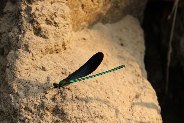 求这种蜻蜓种类