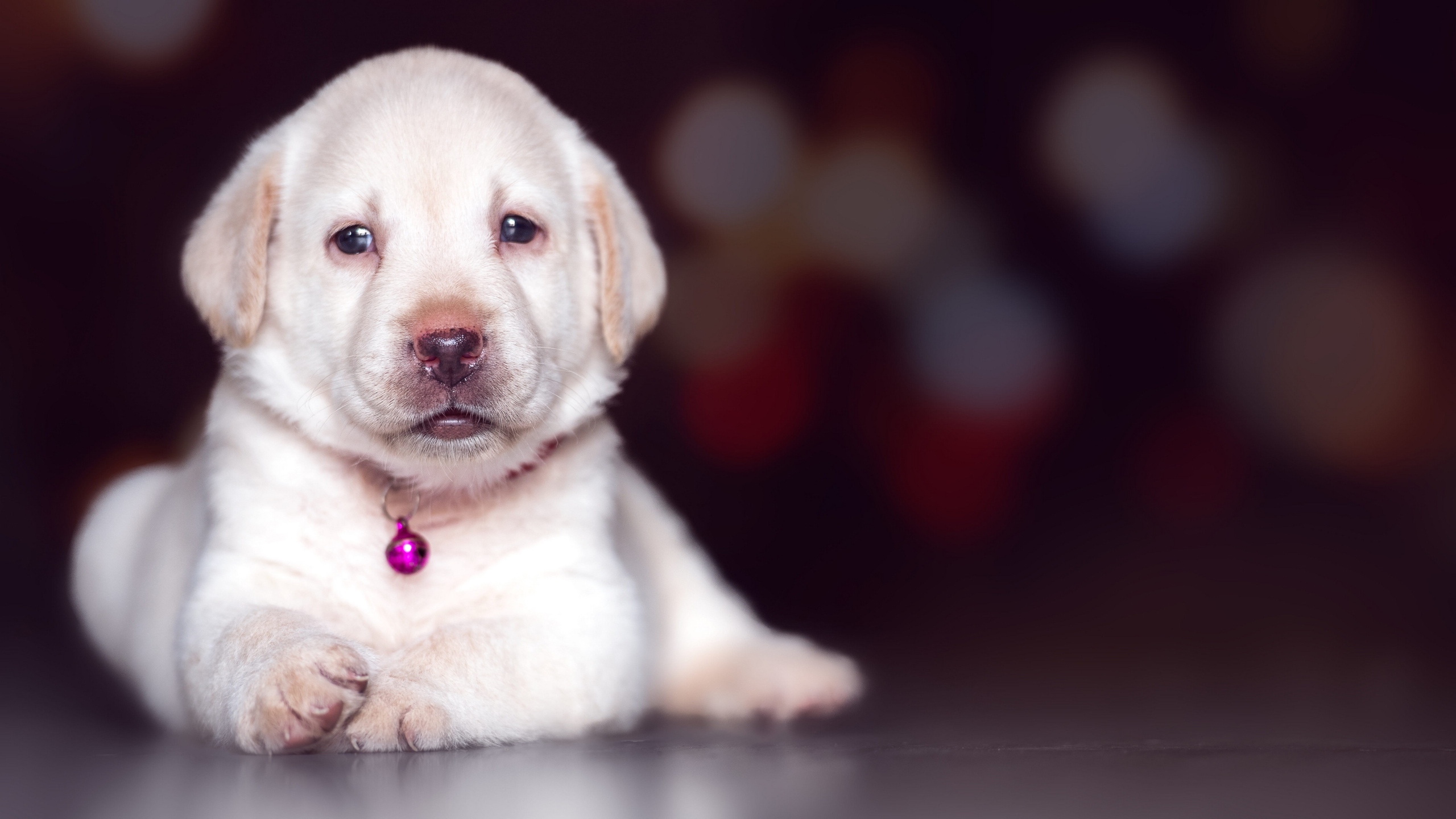 拉布拉多幼犬的图片[图1]