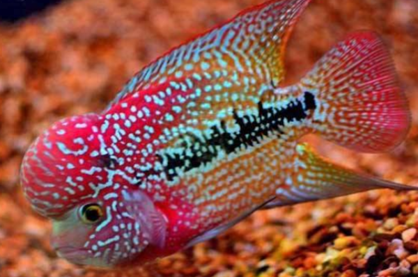 我想知道金花罗汉鱼寿命多少年