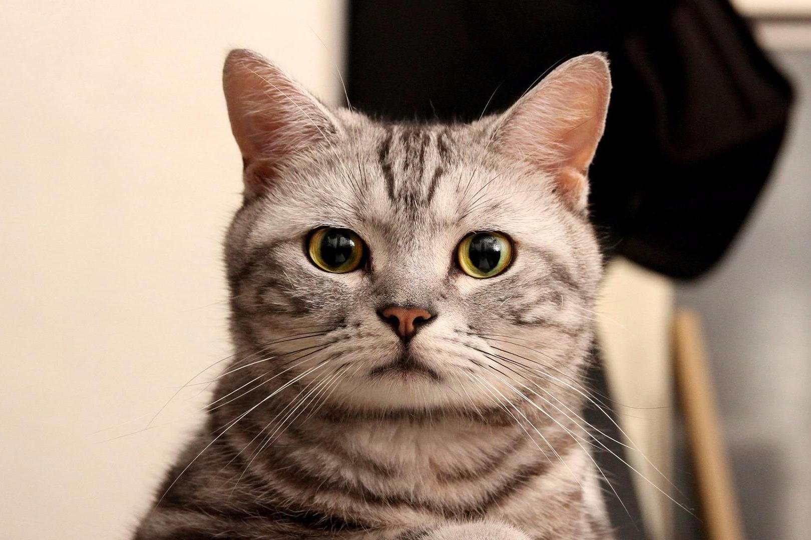 可爱的动物搞笑视频汇编2018年4月