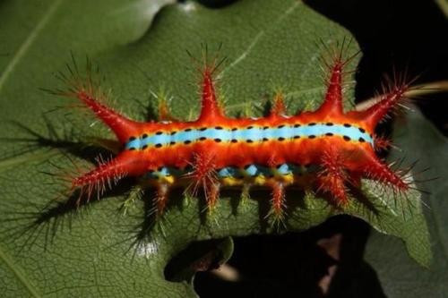 农村人上山捉的"洋辣子",为什么可以卖到200元一斤?