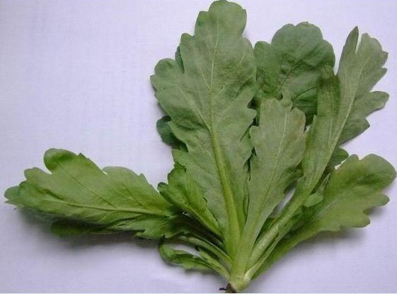 鹅菜是什么菜啊,希望有图有真相啊