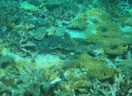 第十五号台风最新消息/15号台风珊瑚生成了吗`