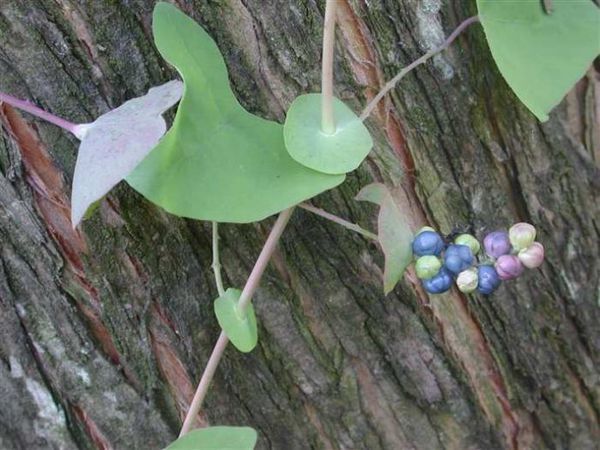 治疗蛇缠腰的植物是什么样的