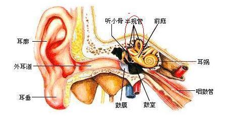 耳根在耳朵哪个位置图图片