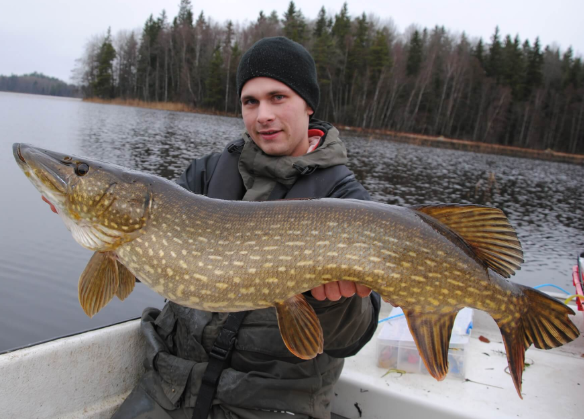 pike的翻译是:什么意思