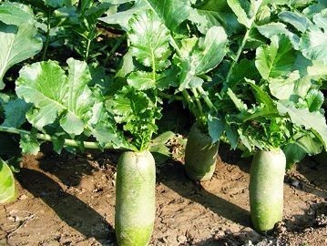 一,萝卜叶,为十字花科植物白萝卜的叶,可食用.