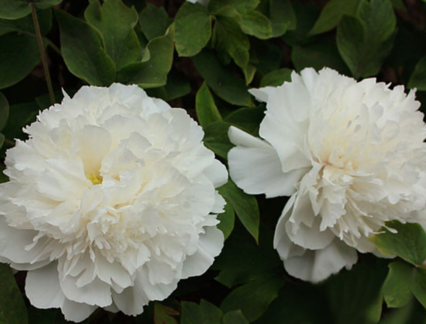 昆山夜光牡丹真的绝迹了吗?