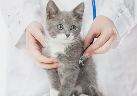 求助,布偶猫4个月开始吃猫粮还是罐头