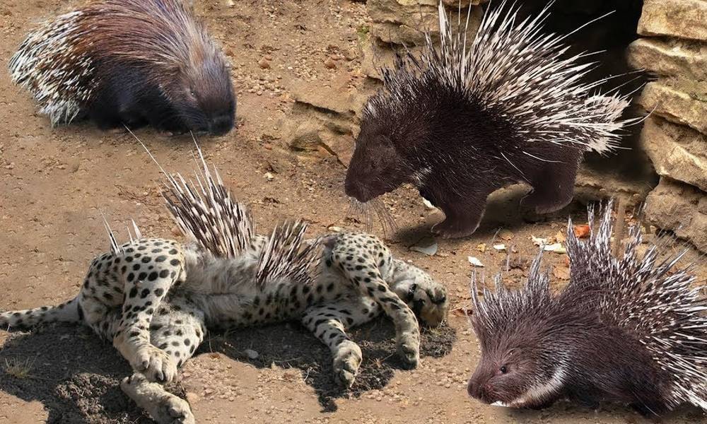 猎豹向豪猪发起攻击,本以为是青铜,没想到最后竟是王者!