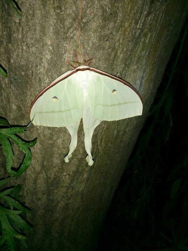 04 綠尾大蠶蛾(學名:actias selene ningpoana felder)是鱗翅目大(天)