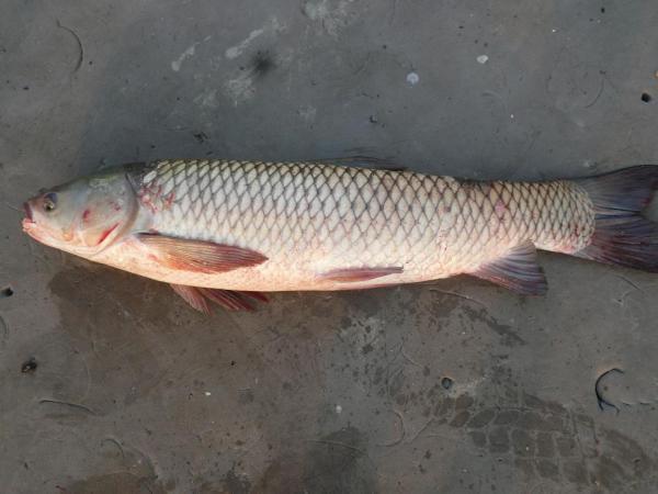 厚子鱼的生物分类