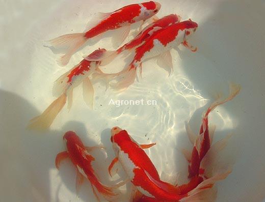 锦鲤和什么鱼可以在一起养