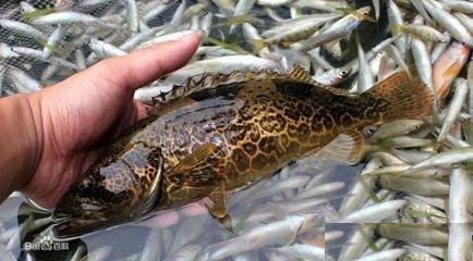 汉江鱼种名称和图片图片