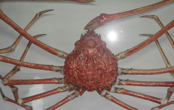 世界上最大的螃蟹