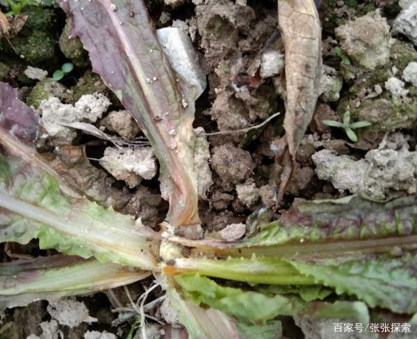莴笋心叶都开始腐烂了这是得了什么病
