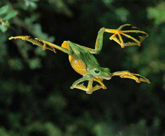 的确有会飞的青蛙,叫吸血飞行蛙.