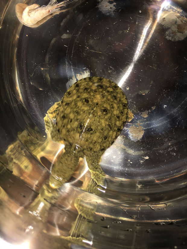 这个是甲鱼还是斑鳖.背上有黑斑