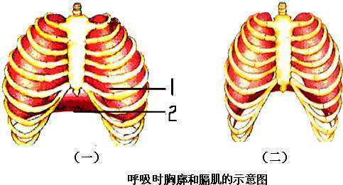 吸气的示意图图片