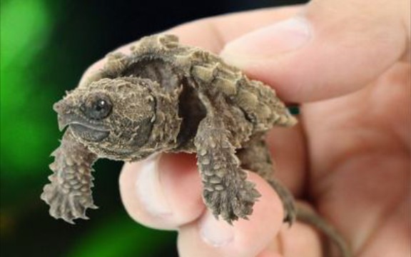 【大鳄龟】萌萌的大鳄龟宝宝开箱视频!