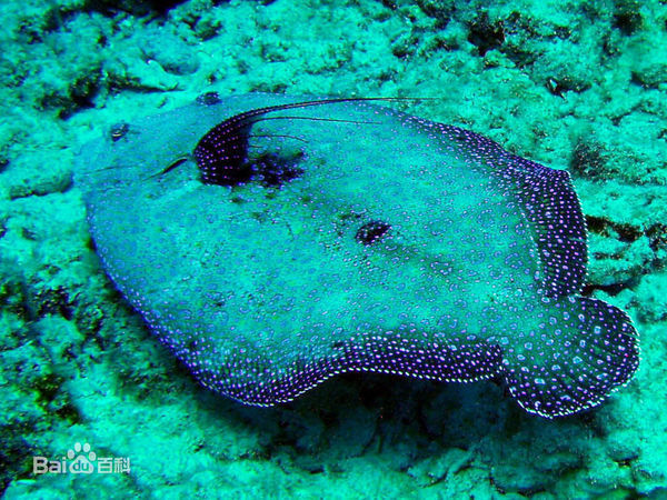 大连常见比目鱼有哪几种