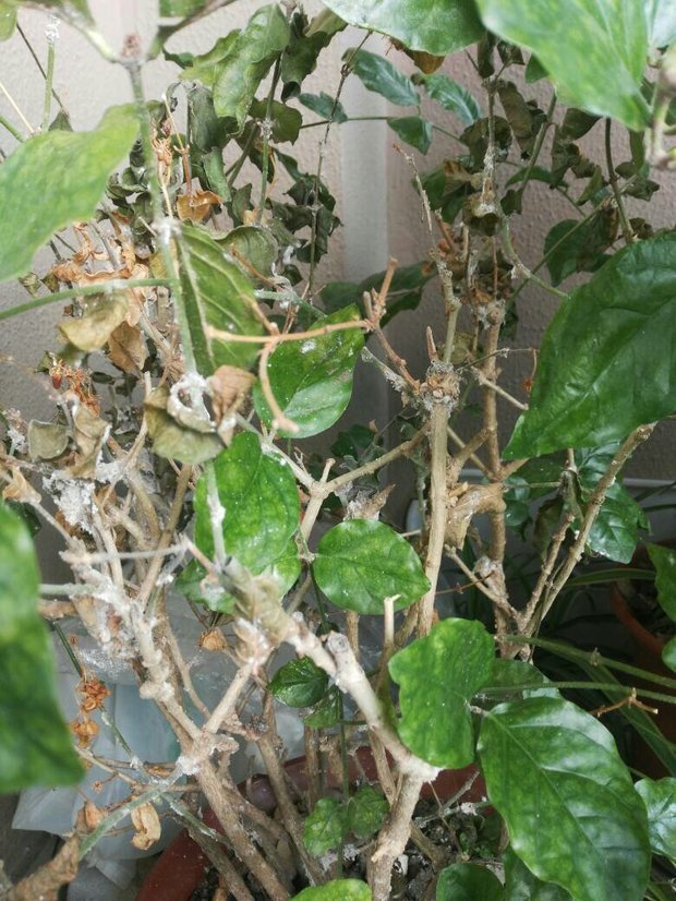 各位大神帮忙看看这是得什么病了,茉莉花都快死了