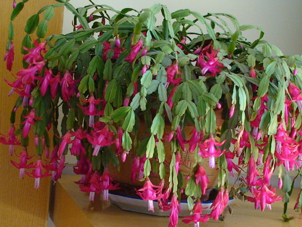 四季长开的盆栽蝎子兰花