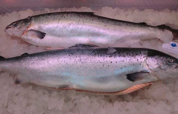 金枪鱼和三文鱼的区别