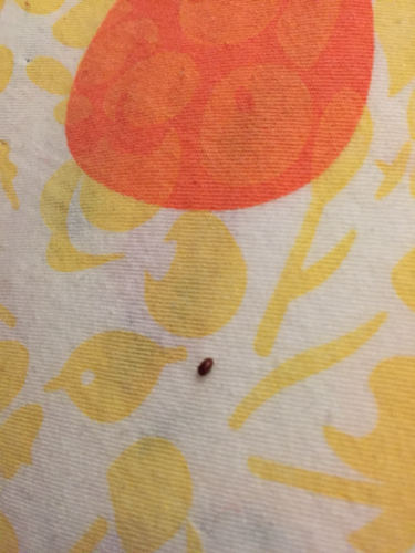 房间最近出现好多这种小飞虫. 请问这是什么虫子? 应该怎么处理?