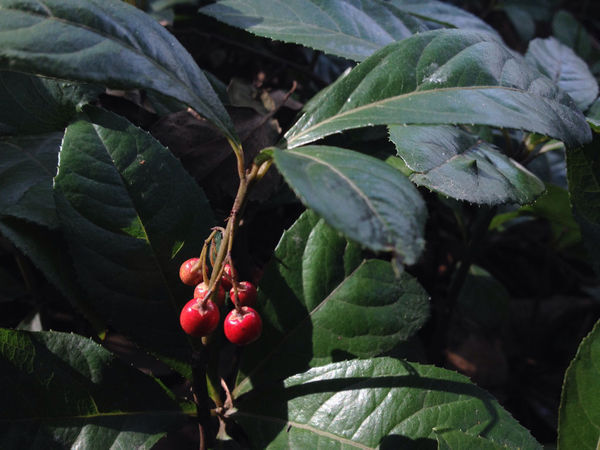 japonica(thunb)blume,别名小青,矮茶,短脚三郎,不出林,凉伞盖珍珠