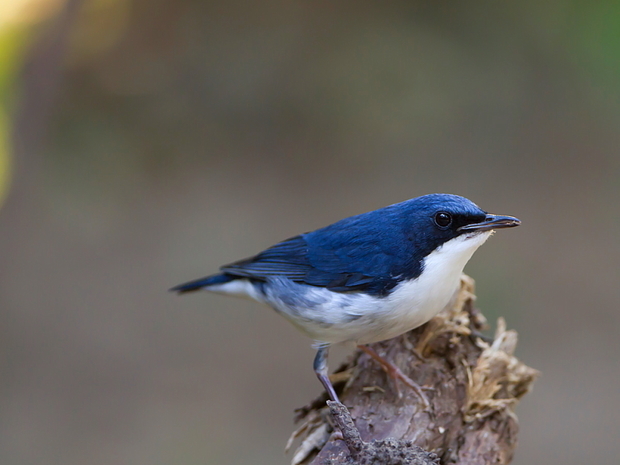 突然凌晨飞进来了一只鸟,全身宝蓝色的,个头很小,颈部的毛色是灰黄色