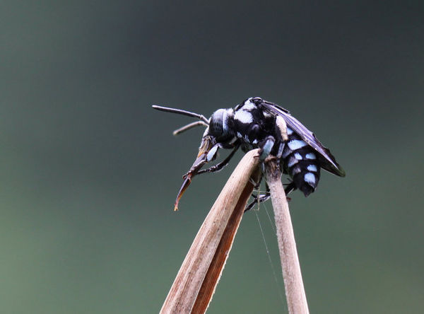 这种蜂难得一见,特别喜欢它布满斑点的眼睛,有种迷幻的感觉.