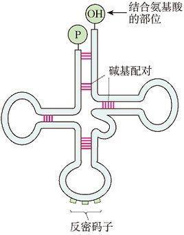 信使rna 上部的三叶草形态结构是不是存在碱基互补配对?