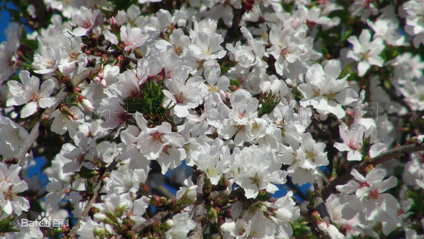 染井垂枝樱花花是什么颜色 几月份开花 ?