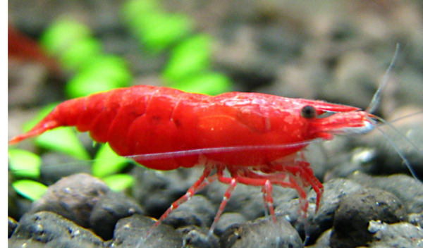 鱼缸中放几只小虾有什么好处