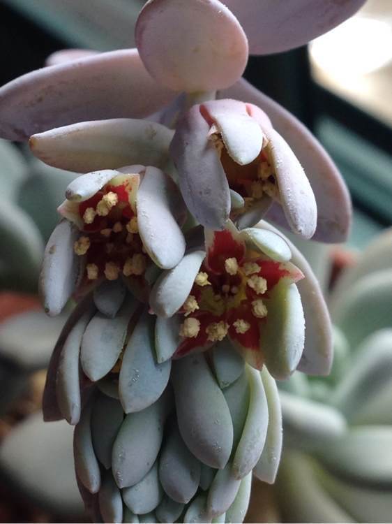 多肉白美人开花会打种子吗