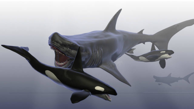 威猛虎鲸vs史前巨齿鲨,战斗刚开始就结束了