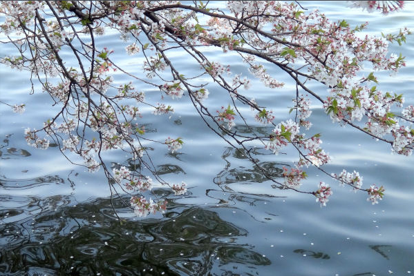 "落花有意随流水,流水无心恋落花"出自那首诗?