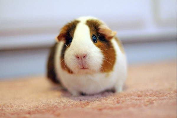 荷兰猪智商有多高?