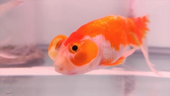水族馆:这么好看的 龙睛金鱼你见过吗,快点来欣赏一下吧