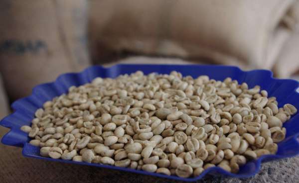 耶豆果对于其它生物作用是什么?