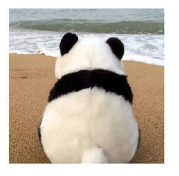 熊猫尾巴的样子图片图片