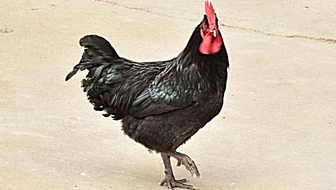 黑公鸡以一敌三, 用实力打服了三只白 公鸡